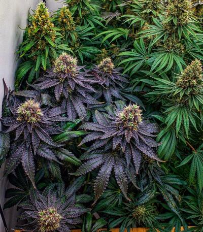 Семена сорта Mookie B R1 fem (Ethos Genetics)