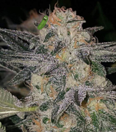 Семена сорта Crystal Queen fem (Vision Seeds)