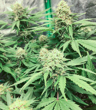 Семена сорта Easy Ryder Auto fem (Семяныч)