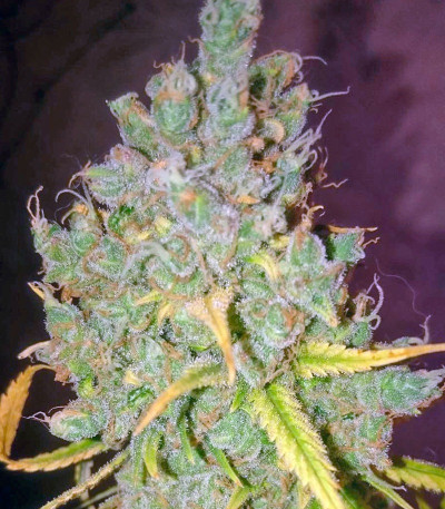 Семена сорта Cheese fem (Green House Seeds)