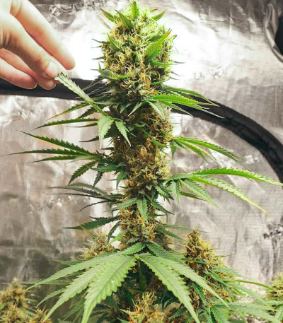 Семена сорта Tropicana Cookies Auto fem (Cali Buds Seeds)