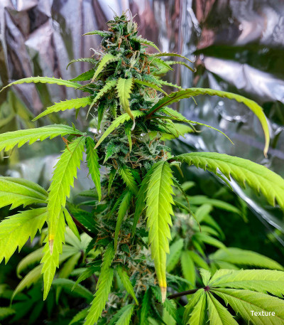 Семена сорта Gelato Auto fem (Семяныч)