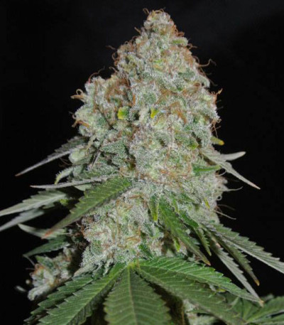 Семена сорта White Widow Original fem (Sumo Seeds)