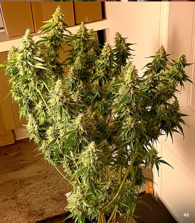 Семена сорта Crime Caramel Auto fem (Семяныч)