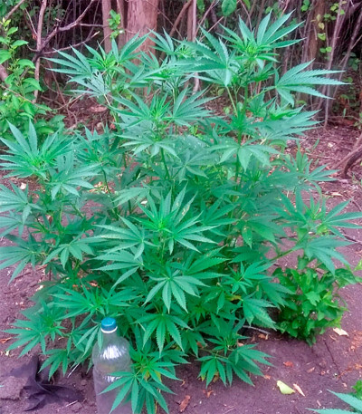 Семена сорта Biddy Early fem (Serious Seeds)