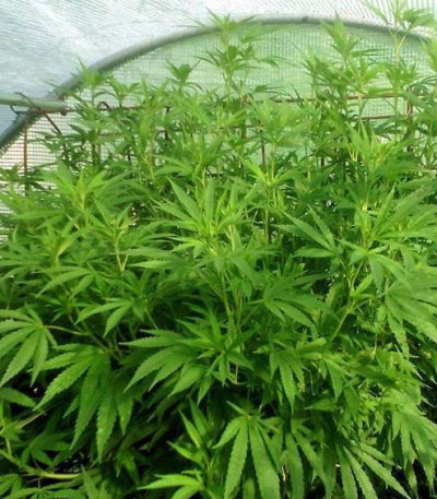 Семена сорта Blue Nitro Haze fem (Sumo Seeds)