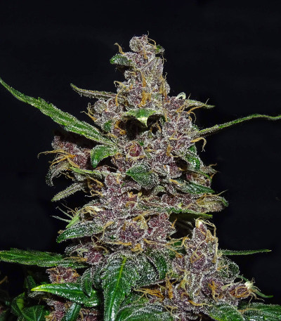 Семена сорта Fastberry auto fem