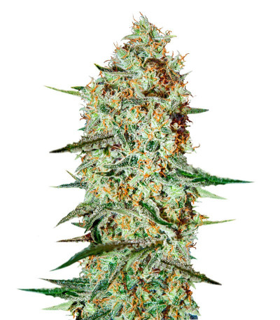 Семена сорта Himalaya Gold fem (Семяныч)