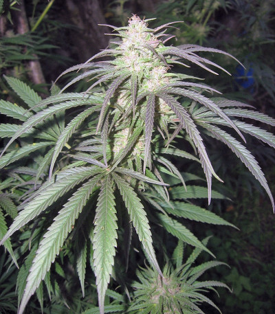 Семена каннабиса Pamir Gold