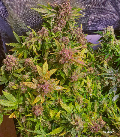 Семена сорта Gorilla Auto fem (Семяныч)