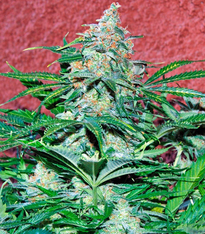 Семена сорта Amnesia Ryder Auto fem (World of Seeds)