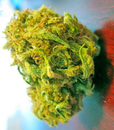 Семена сорта Utopia Haze fem (Barney's Farm)