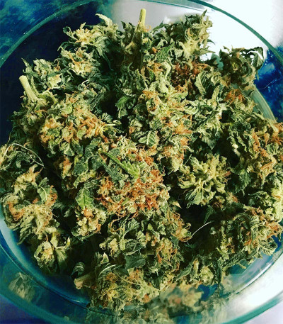 Семена сорта HulkBerry fem (Royal Queen Seeds)