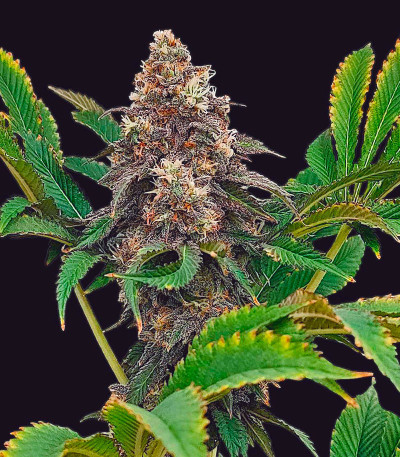 Семена сорта Lemonpaya fem (FastBuds)