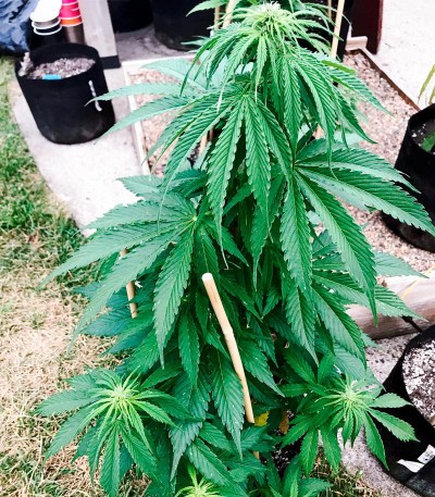 Семена сорта Membrana Hiper Auto fem (VIP seeds)