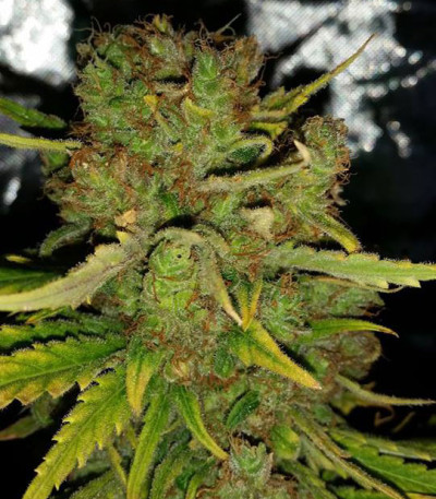 Семена сорта Cinderella's fem (Sumo Seeds)