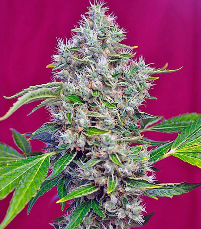 Семена сорта Indigo Berry Kush fem (Sweet Seeds)