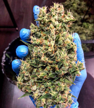 Семена сорта Auto White Widow fem (Dutch Passion)