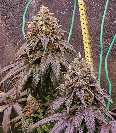 Семена сорта Marshmallow OG fem (Compound Genetics)