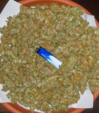 Семена сорта Dos-Vi-Dos fem (Семяныч)