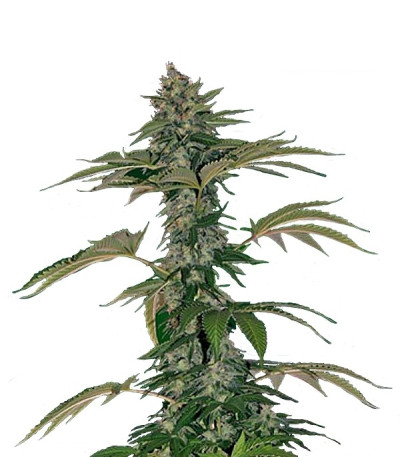 Семена сорта Grape Muerte Auto fem