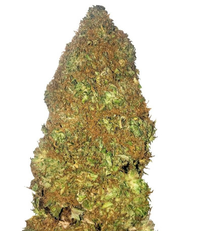 Семена сорта Jackpot Auto fem (Heavyweight Seeds)