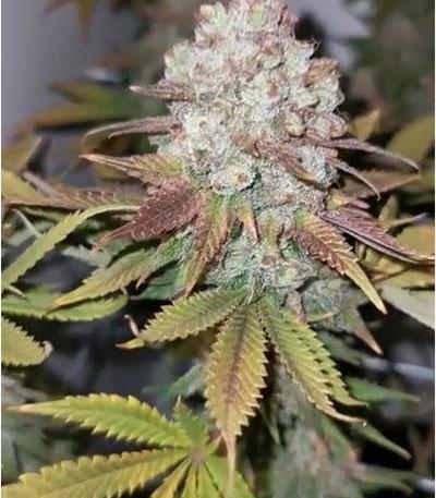Семена сорта Liberty Haze fem (Barney's Farm)