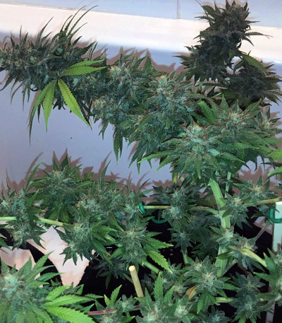 Семена сорта Amherst Sour Diesel fem (Humboldt Seeds)