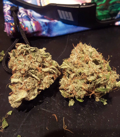 Семена сорта Auto White Widow fem (Pyramid Seeds)