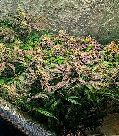 Семена сорта Banana Hammock RBX fem (Ethos Genetics)