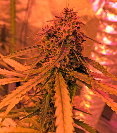 Сорт каннабиса Cheese Autoflowering