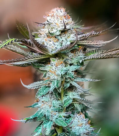 Семена сорта Dos-Vi-Dos 33 fem (Семяныч)