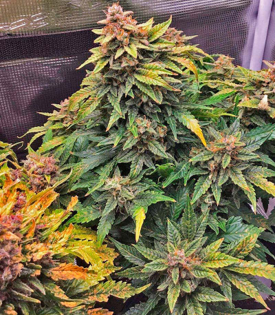 Семена сорта Godzilla Cookies Auto fem (Herbies Seeds)