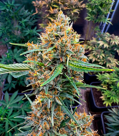 Семена сорта Grape Kong Auto fem от Семяныча