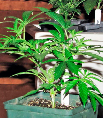 Семена сорта Star 47 fem (World of Seeds)