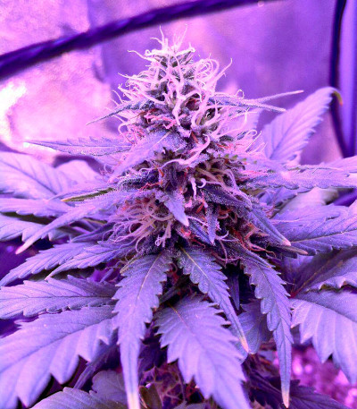 Семена сорта Amnesia fem (World of Seeds)