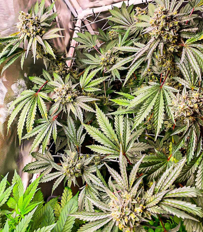 Семена сорта Runtz Fast Flowering fem (Humboldt Seed Organization)