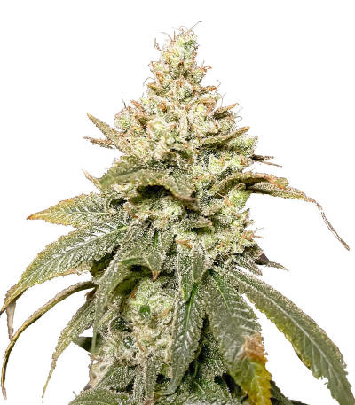 Семена сорта Gummy Skunk Fast Version fem (Easy Grow Seeds)