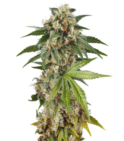 Семена сорта Kush-N-Cheese Autoflowering fem