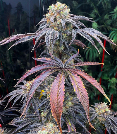 Семена сорта GMO Zkittlez F1 reg (Ethos Genetics)