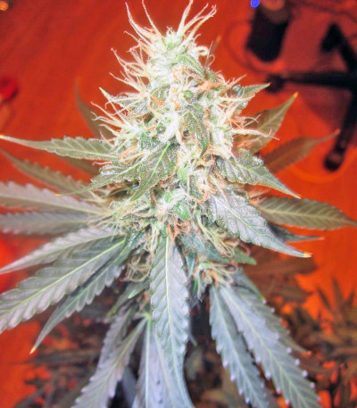 Семена сорта Jack Herer Auto fem (Green House Seeds)