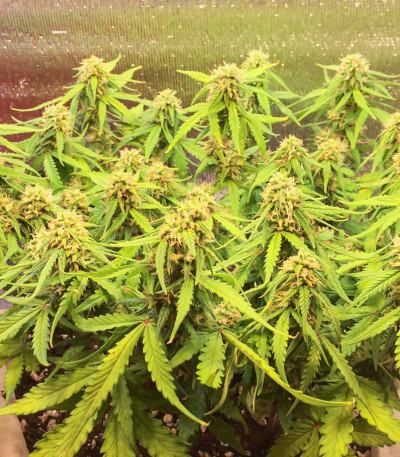 Семена сорта Johnny Cage Auto fem (Семяныч)