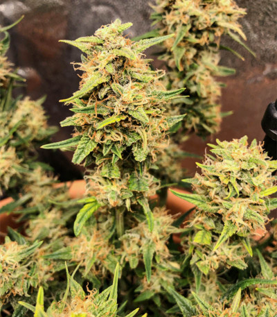 Семена сорта LSD auto fem (Семяныч)