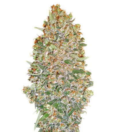 Семена сорта Auto Chocolate Skunk fem (00 Seeds)