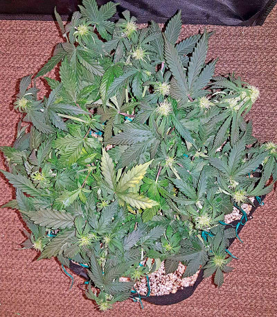 Семена сорта Auto Sweet Soma fem (00 Seeds)