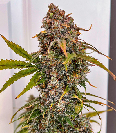 Семена сорта Orange President Auto fem (FastBuds)