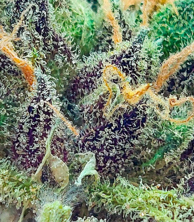 Семена конопли сорта Skunk Amsterdam