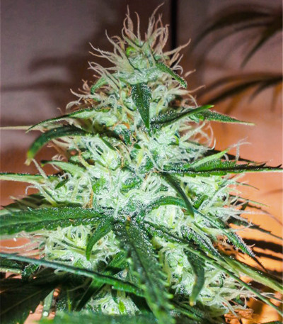 Семена сорта WiFi Kush fem (AlphaFem Seeds)