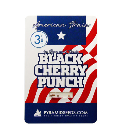 Семена сорта Black Cherry Punch fem (Pyramid Seeds)