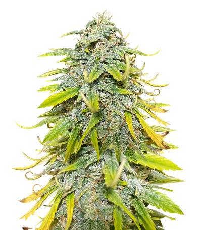 Семена сорта Northern Lights fem (Herbies Seeds)